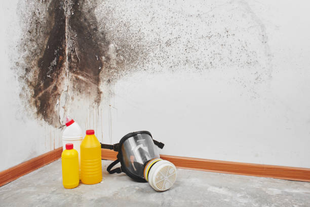 Best Black Mold Remediation in Rolling Hills, CA