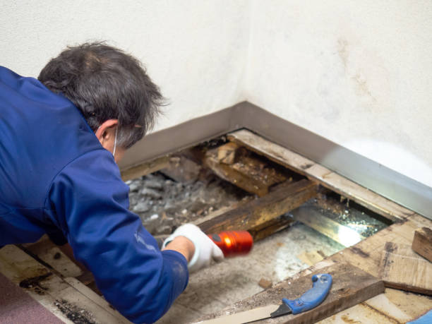 Reliable Rolling Hills, CA Mold Remediation Solutions