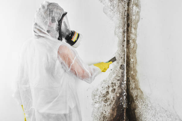 Best Preventive Mold Services in Rolling Hills, CA