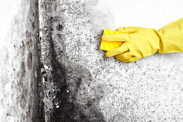 Best DIY Mold Remediation Support Services in Rolling Hills, CA