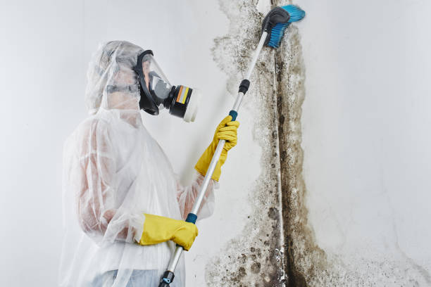 Best Preventive Mold Services in Rolling Hills, CA