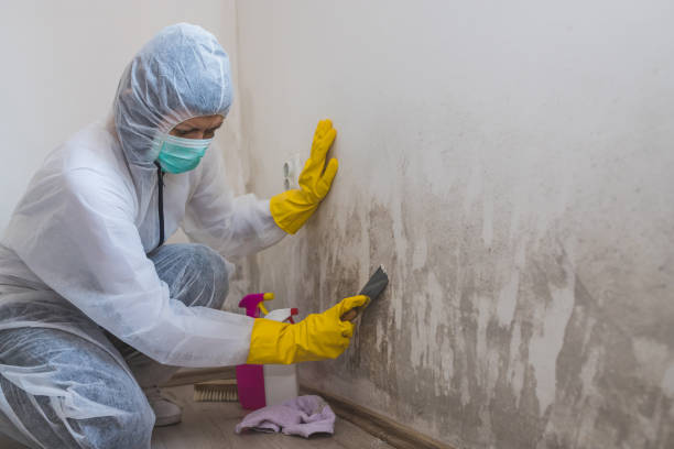Best Kitchen Mold Remediation in Rolling Hills, CA
