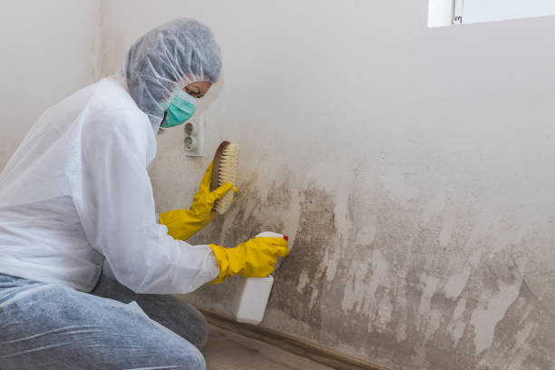 Best Basement Mold Remediation in Rolling Hills, CA