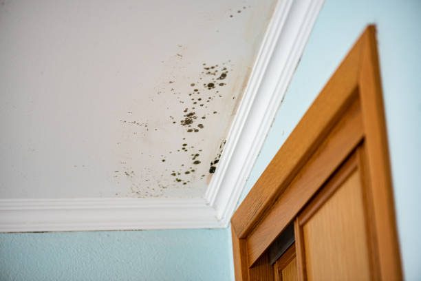 Best Mold Testing and Inspection Services in Rolling Hills, CA