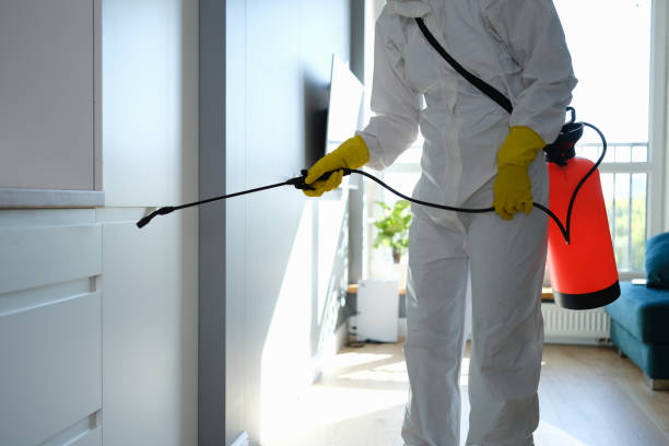 Best Localized Mold Remediation (e.g., coastal areas, humid climates) in Rolling Hills, CA