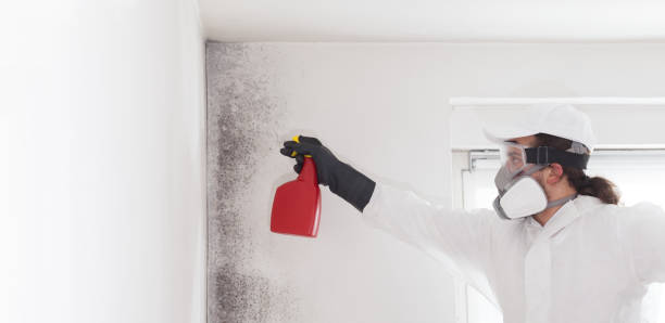 Best Attic Mold Remediation in Rolling Hills, CA