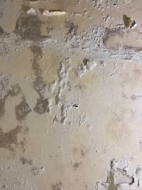 Best Emergency Mold Remediation in Rolling Hills, CA