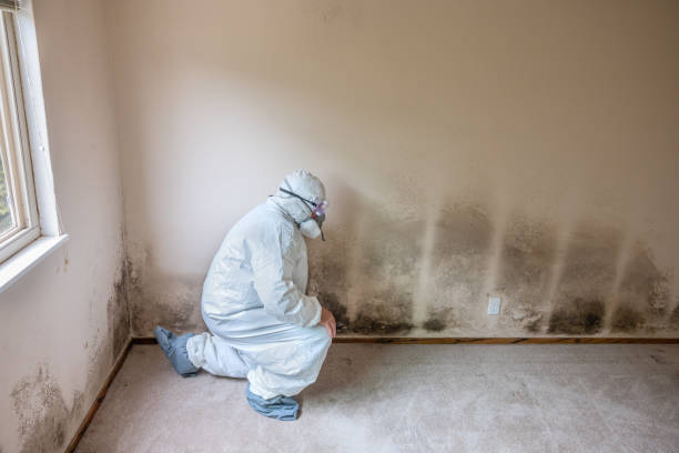 Best Attic Mold Remediation in Rolling Hills, CA
