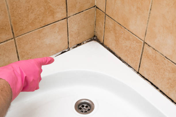 Best Mold Testing and Inspection Services in Rolling Hills, CA